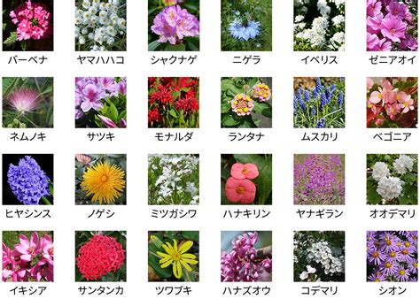 花種類|人気の花の種類一覧